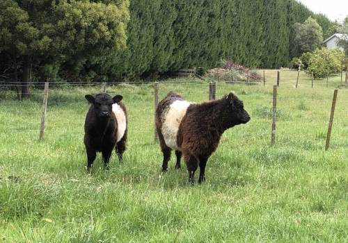Two belted Galloways join the Ranginui Retreat Team